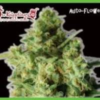 Bulk Smash Auto Feminised Seeds