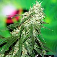 Buzz Bomb Regular Seeds