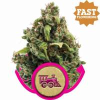 Candy Kush Express FAST Feminised Seeds