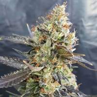 Candyland  G O G  C A N D Y L  Feminised  Cannabis  Seeds