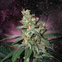 Carnival Feminised Seeds