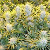 Cbd  Critical  Mass  Feminised  Cannabis  Seeds  Phoenix  Cannabis  Seeds 0