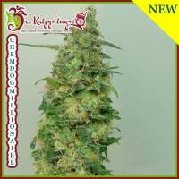 Chemdog Millionaire Feminised Seeds