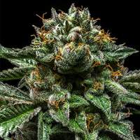 Chempie Feminised Seeds