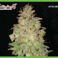 Chocolate Orange Auto Feminised Seeds