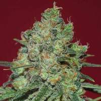 Clinical White CBD Feminised Seeds