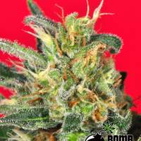 Cluster Bomb Regular Seeds