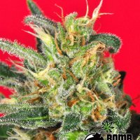 Cluster Bomb Regular Seeds