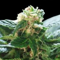 Colombian Gold Feminised Seeds