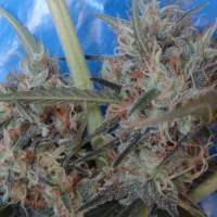 Congo x Kali China Feminised Seeds