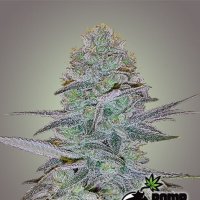 Cosmic Bomb Auto Feminised Seeds
