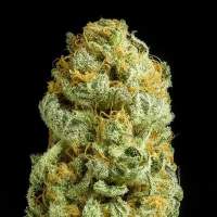 Critical Cheese Feminised Seeds