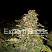 Critical Blue Auto Feminised Seeds