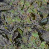 Critical  Feminised  Cannabis  Seeds  Cbd  Cannabis  Seeds 0