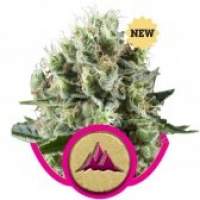 Critical  Kush  Feminised  Cannabis  Seeds  Royal  Queen  Cannabis  Seeds 0