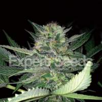 Critical Lights Feminised Seeds