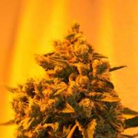 Critical Sour Diesel Feminised Seeds