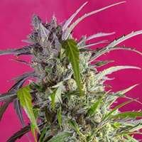Crystal Candy Auto Feminised Seeds