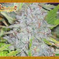 Delhi Friend Feminised Seeds