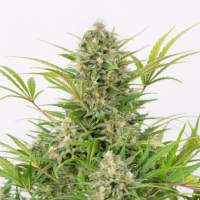 Critical Cheese Auto Feminised Seeds