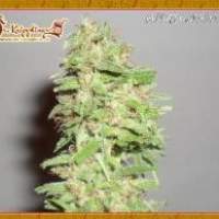 Dizzy Lights Auto Feminised Seeds