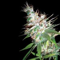 L.A. Woman Feminised Seeds