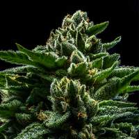 DO-G Feminised Seeds