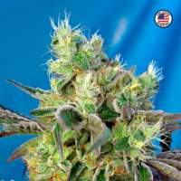 Do-Sweet-Dos Feminised Seeds