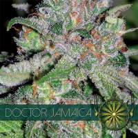 Doctor Jamaica Feminised Seeds