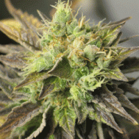 Double Diesel Ryder AUTO Feminised Seeds