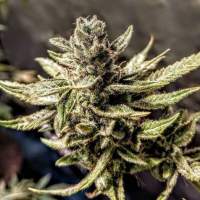 Durban  Apricot  Sherbet  Feminised  Cannabis  Seeds  Holy  Smoke  Cannabis  Seeds 0