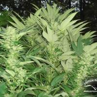 Durban Poison Regular Seeds