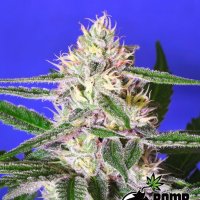 Edam Bomb Regular Seeds