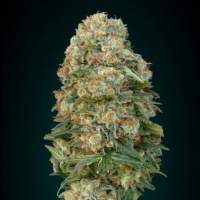 Collection #1 Feminised Seeds
