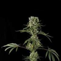 Moby Dick #2 Feminised Seeds