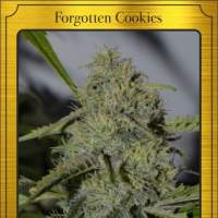Forgotten Cookies Auto Feminised Seeds