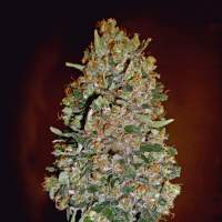 Automatik Collection #1 Feminised Seeds