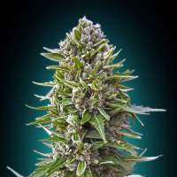 Automatik Collection #2 Feminised Seeds