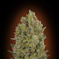 Female Collection #3 Feminised Seeds