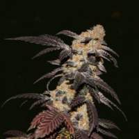 French Cookies Feminised Seeds