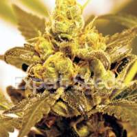 Fruit  Salad  Feminised  Cannabis  Seeds  Expert  Cannabis  Seeds 0