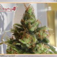 Ganj-nam Style Feminised Seeds