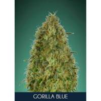 Gorilla Blue Feminised Seeds