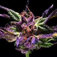 Grand  Daddy  Purple   5  Feminised  Cannabis  Seeds  Grand  Daddy  Purple 0