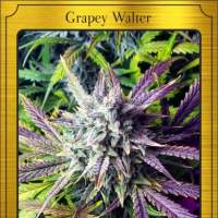 Grapey Walter Auto Feminised Seeds
