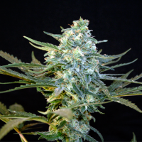 Guanabana Feminised Seeds