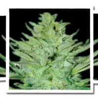 Headlights  Kush  Auto  Feminised  Cannabis  Seeds  Emerald  Triangle 0