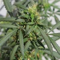 Hokkaido Japan Hemp Regular Seeds