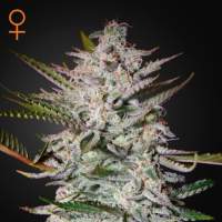 Holy  Punch  Feminised  Cannabis  Seeds  Greenhouse  Seed  Co