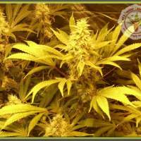 Kali and the Chocolate Factory Feminised Seeds